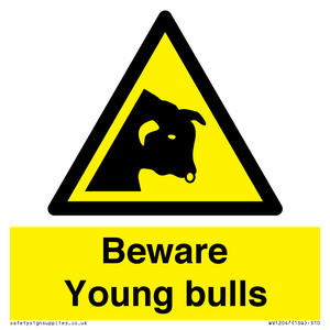 Beware Young bulls